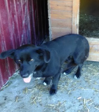 Czarny mały pies z otwartym pyskiem stoi przed budą